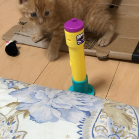 くるくーーる。ｷｮﾛ(･ω･｀Ξ´･ω･)ｷｮﾛの画像