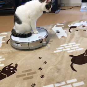ルンバが。。の画像
