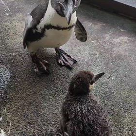ケープペンギンの画像