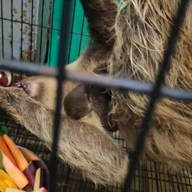 ナマケモノその後の画像