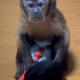 フサオマキザル　ベビーの画像