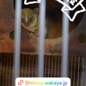 コビトガラゴベビーの画像