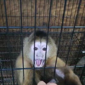 ナキガオオマキ ザルの画像