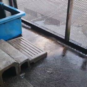 ケープペンギン成長中の画像
