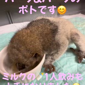 ポトの画像
