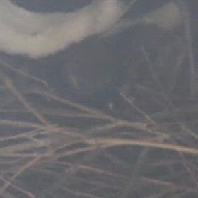 ケープペンギン　誕生❗️の画像