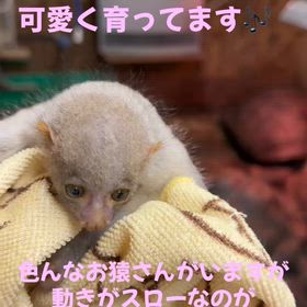 ポトの画像
