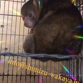 ポトの画像