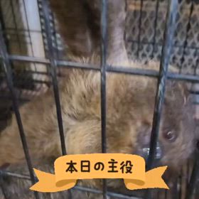 フタユビナマケモノの画像
