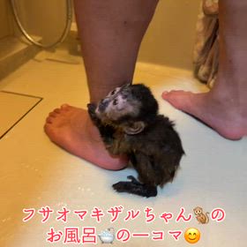 フサオマキザルの画像