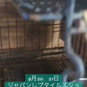 ビン  トロングの画像
