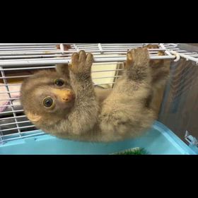 ポトの画像