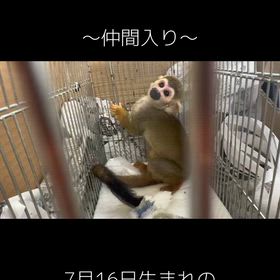 リスザル仲間入りの画像