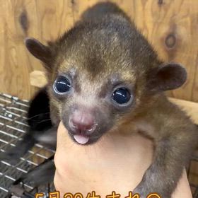 キンカジューの画像