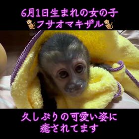 フサオマキザルちゃんの画像