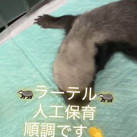 ラーテルの画像