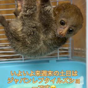 ジャパンレプタイルズショー‼️の画像