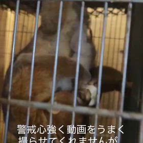 出産ラッシュの画像