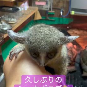 ショウガラゴベビーちゃんの画像