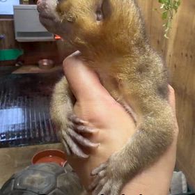 キンカジューの画像