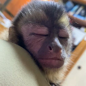 フサオマキザルの画像