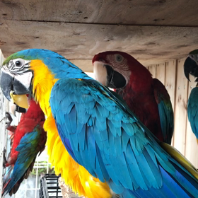 ルリコンゴウインコ＆ベニコンゴウインコの画像
