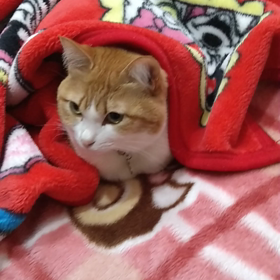 我が家の猫も節電中！：諫早市栄田町ネイルサロンの画像