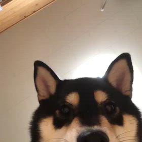 人化の画像