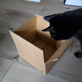 2026/07/19　猫の本能の画像
