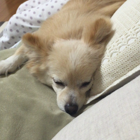 おやすみなさいの画像