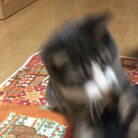 紐の画像