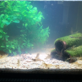 自分の水族館の画像