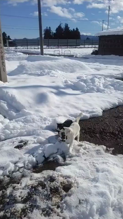 雪国の猫散歩☀晴れた日の動画が微笑まし！の記事動画
