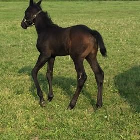 スクリーンヒーロー産駒の画像