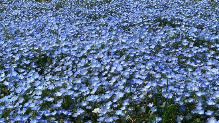 ひたち海浜公園の記事動画