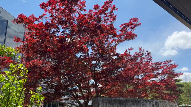杜の公園ゴルフクラブの記事動画