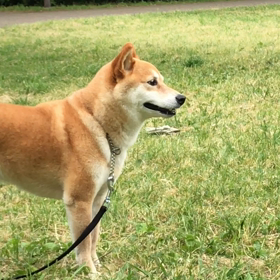 陽だまり広場の画像