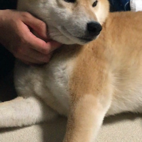 しあわせーの画像