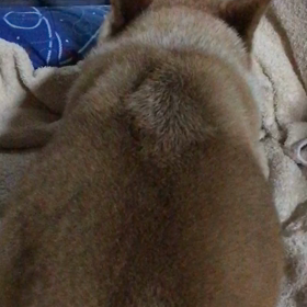 昼寝中の画像