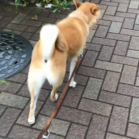 降ったり止んだり☔️そしての画像