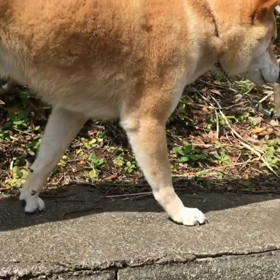 苦手の画像