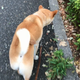 今朝のさんぽの画像