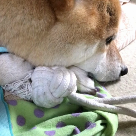 おねむの画像