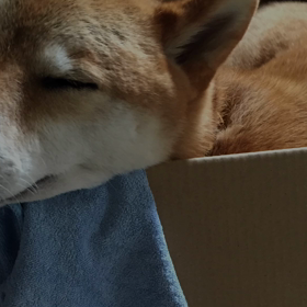 第２弾の画像