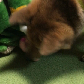 今日のそぼろ（1/23）の画像