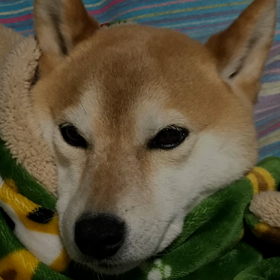今日のげんこつの画像