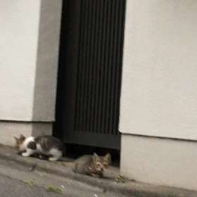 可愛すぎの画像