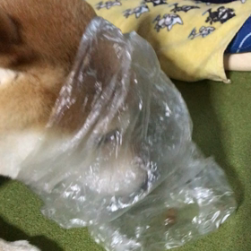 虐待ではありませんが…の画像