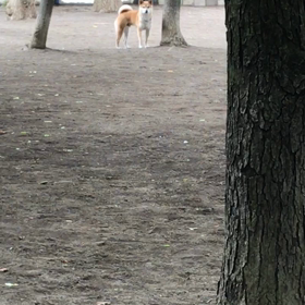 犬見知りの画像