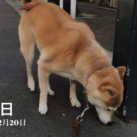 まもなく３年に　12/20の画像
